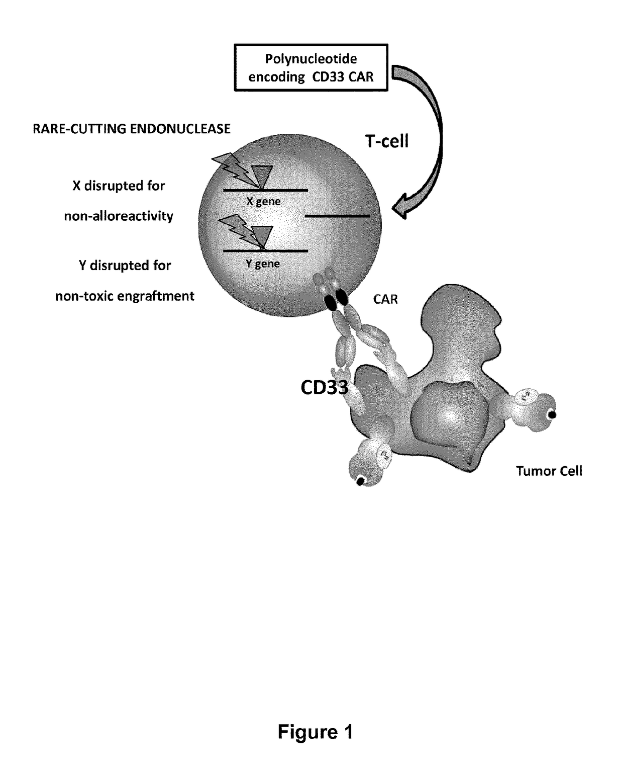 CD33 specific chimeric antigen receptors for cancer immunotherapy