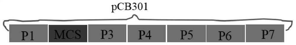 A strawberry vein virus vector and its construction method and application in foreign protein expression