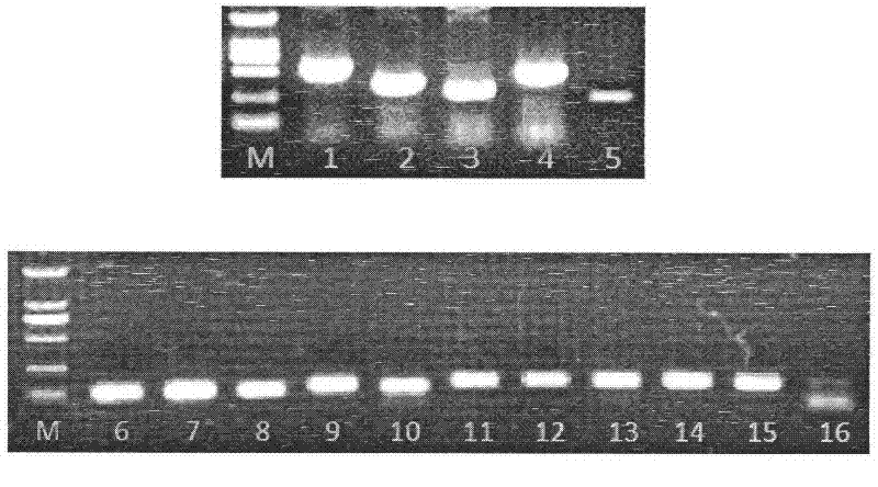 Preparation method and application of gene chip for detecting important respiratory pathogenic viruses