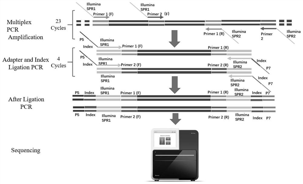 Specific primer and test kit for detecting pathogenic variation of deafness gene based on multiplex PCR and high-throughput sequencing technology and application