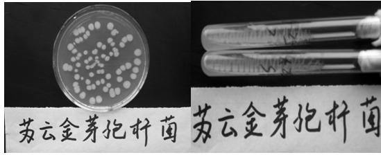 Method for measuring bacterial colonies of bacillus thuringiensis in refuse compost
