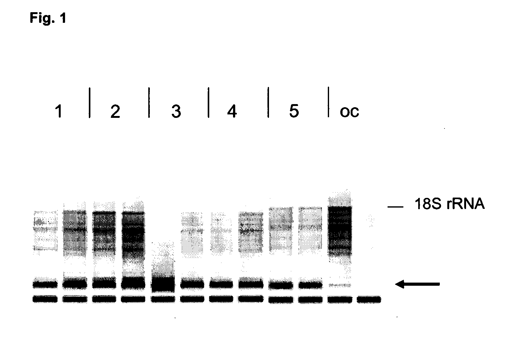 Method for isolating RNA from a RNA and DNA containing sample