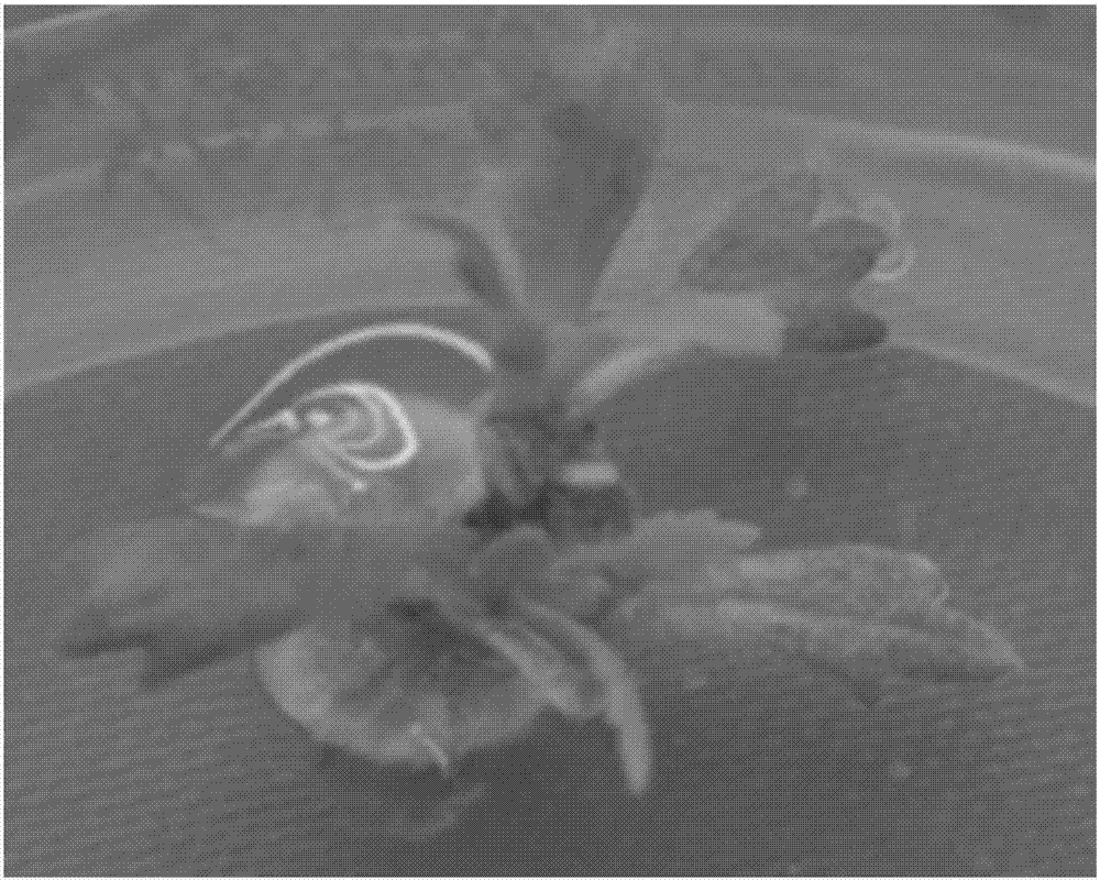 A kind of method for in vitro regeneration of chrysanthemum chrysanthemum strain