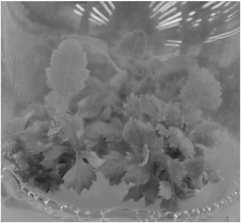 A kind of method for in vitro regeneration of chrysanthemum chrysanthemum strain