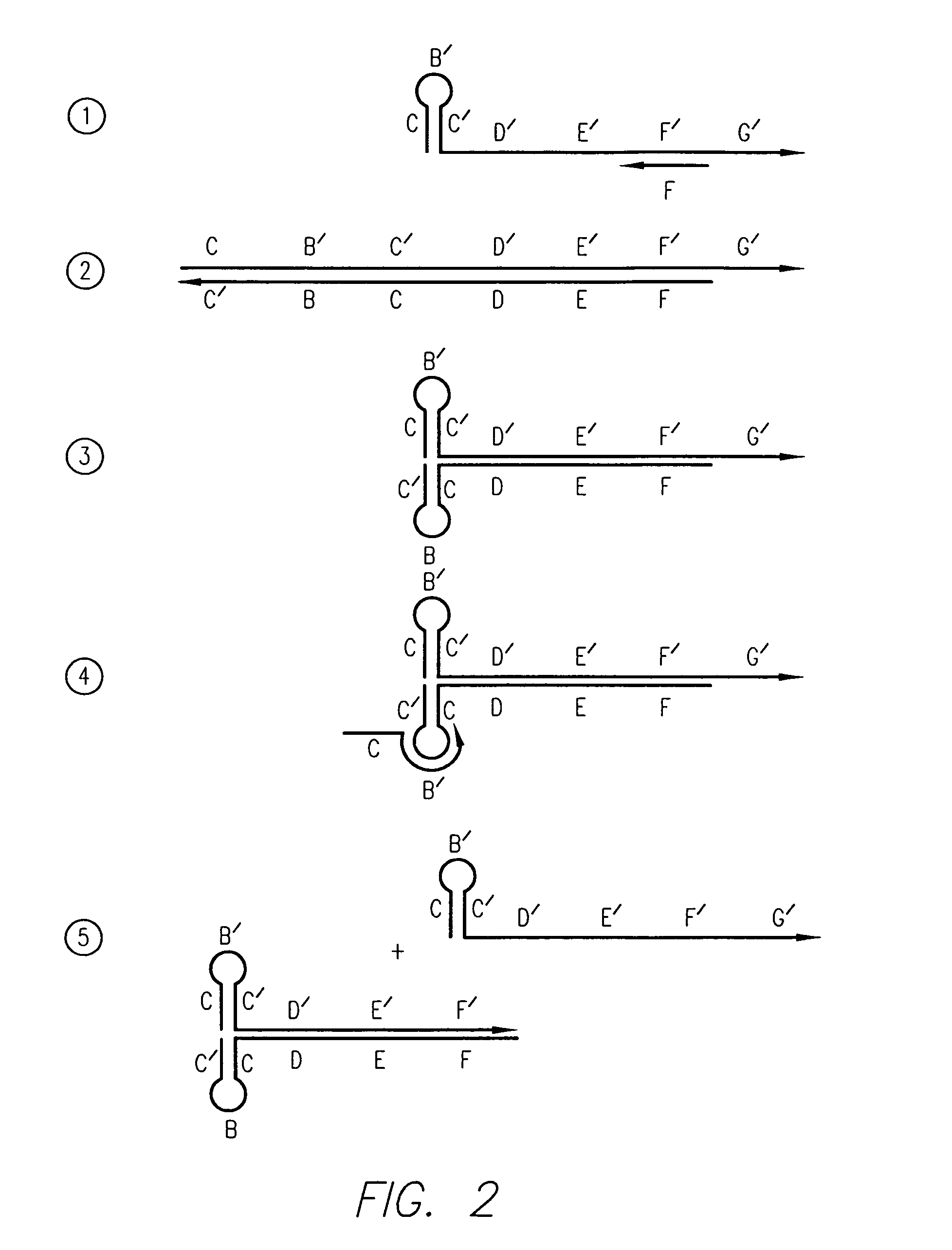 Kits for amplifying and detecting nucleic acid sequences