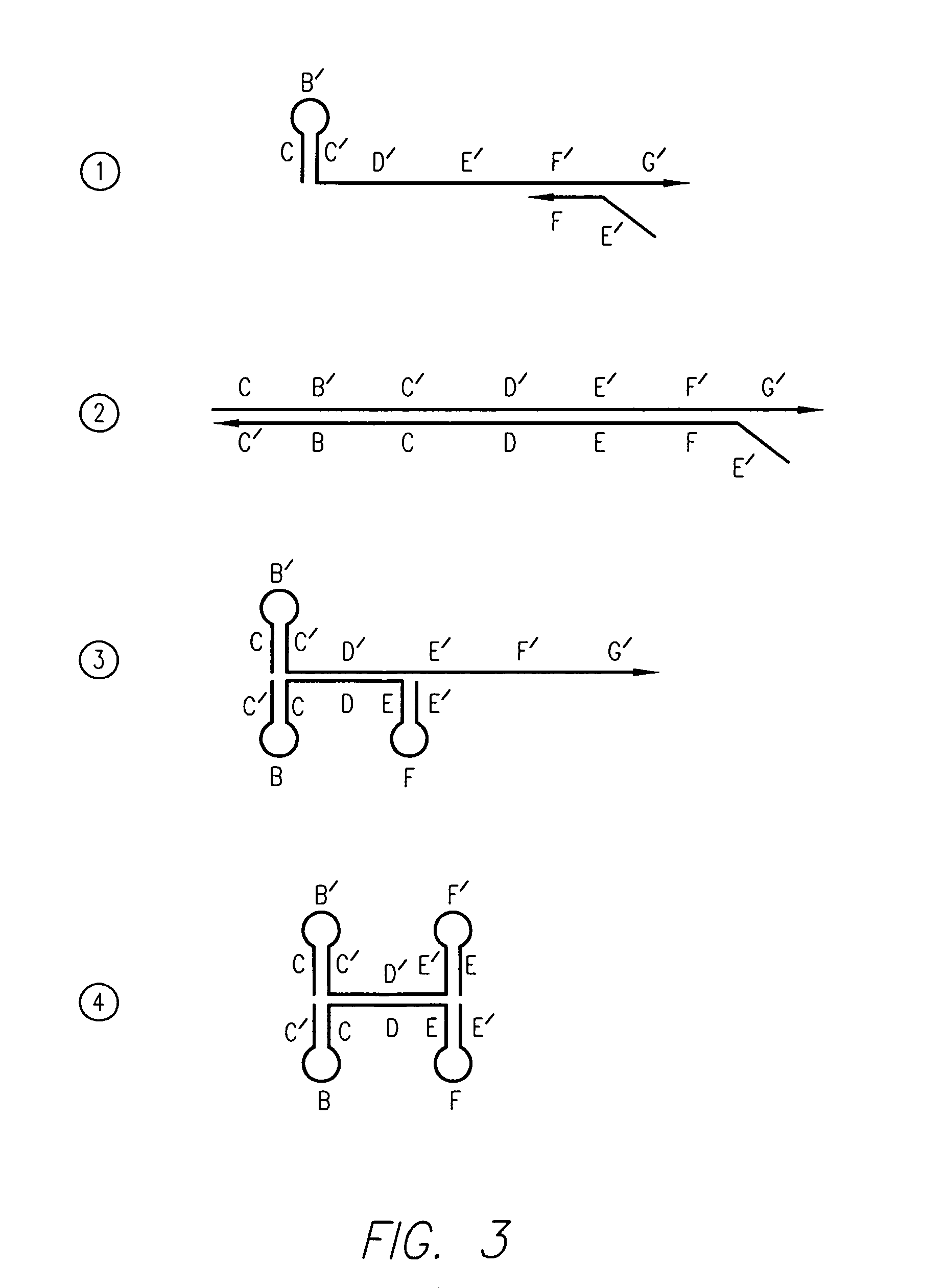 Kits for amplifying and detecting nucleic acid sequences