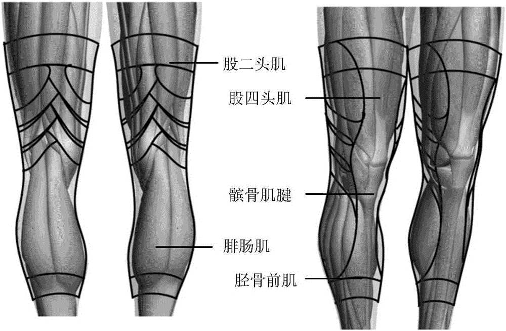 Dynamic biological-function leg protective tool