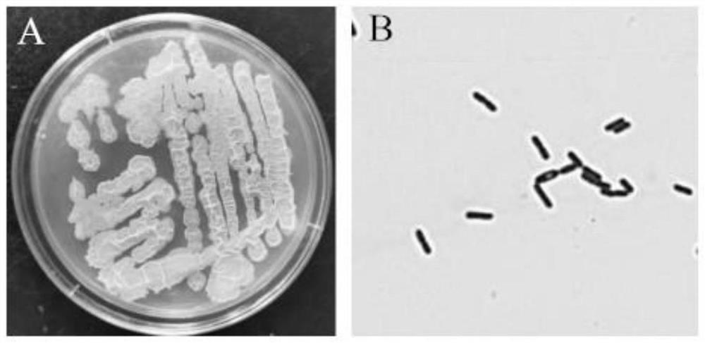 A strain of Bacillus Velez and its application in alleviating obstacles to apple continuous cropping