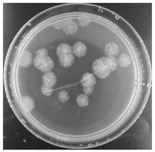 A genetic transformation method mediated by Agrobacterium tumefaciens with Aspergillus flavus mycelium as receptor