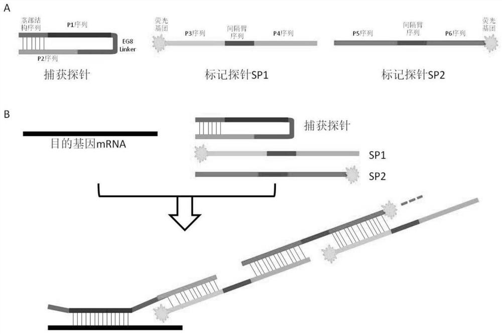Kit for detecting gene expression of cytokeratin 18