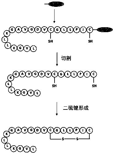 Frog-derived wound repair peptide and synthesis method thereof