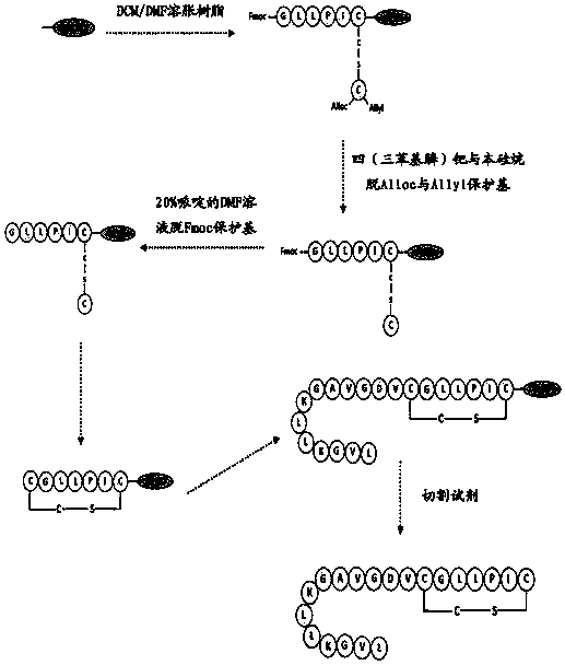 Frog-derived wound repair peptide and synthesis method thereof