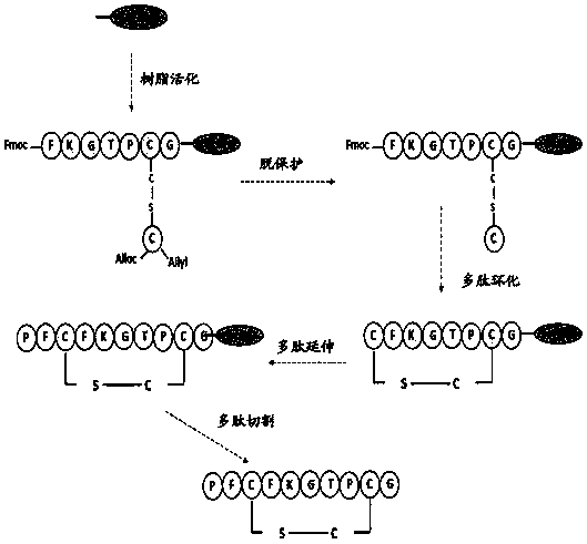 Frog-derived wound repair peptide and synthesis method thereof