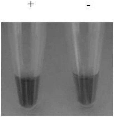 A loop-mediated isothermal amplification primer composition for detecting Fusarium fusarium and its application