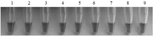 A loop-mediated isothermal amplification primer composition for detecting Fusarium fusarium and its application