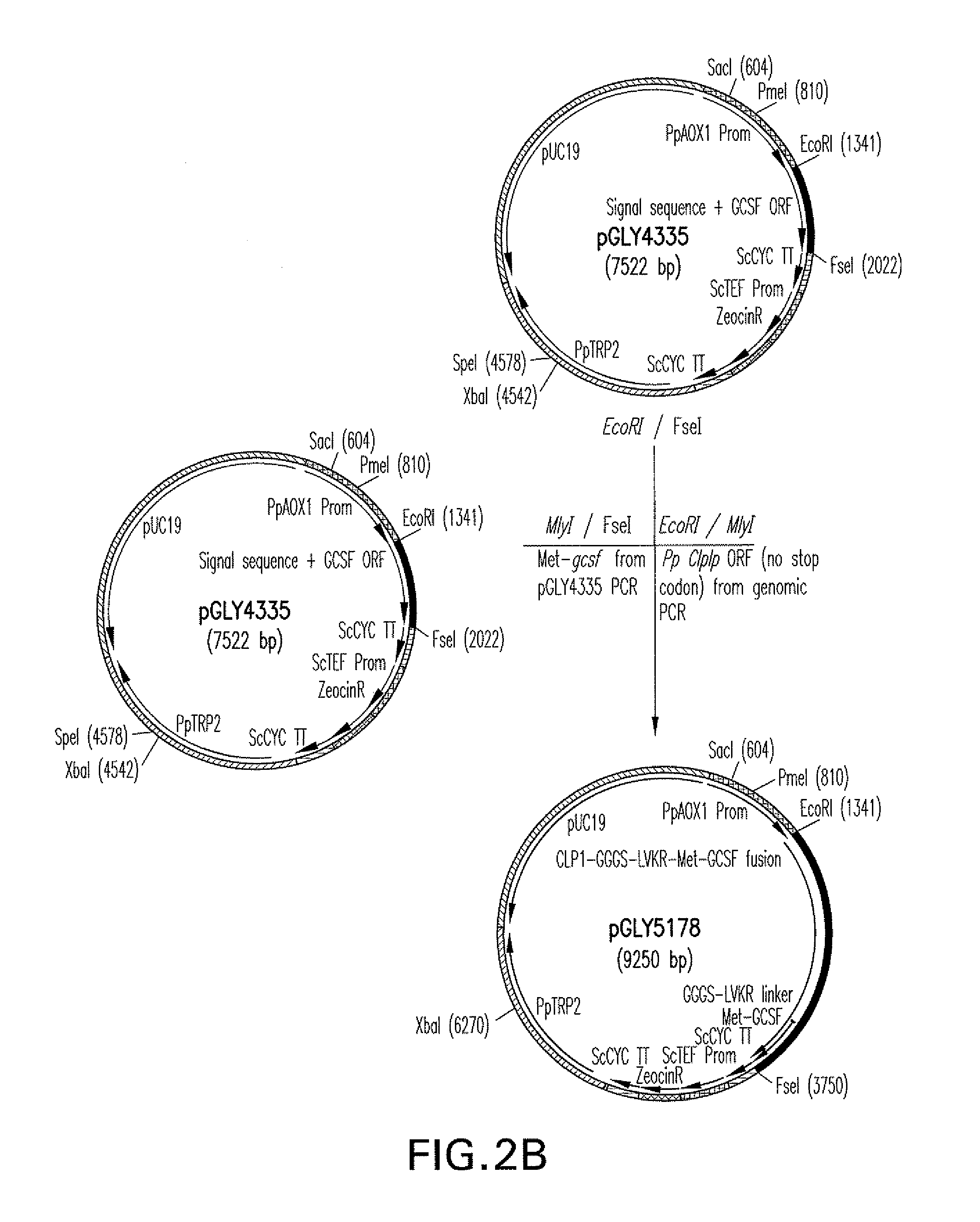 Methods for the production of recombinant proteins with improved secretion efficiencies