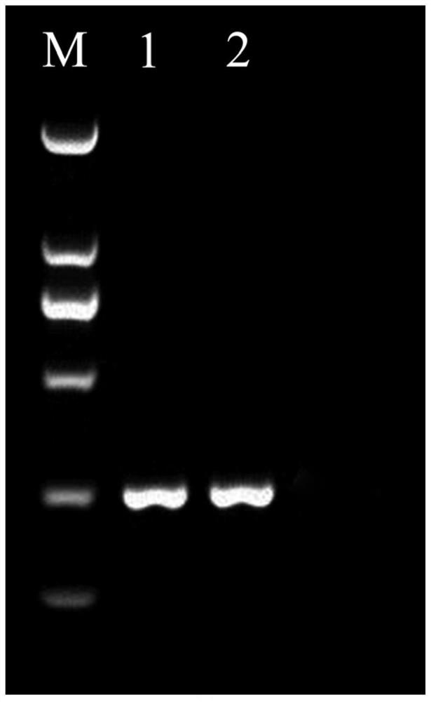 Nucleic acid molecular primer, method and kit for identifying boletus mucilaginosus