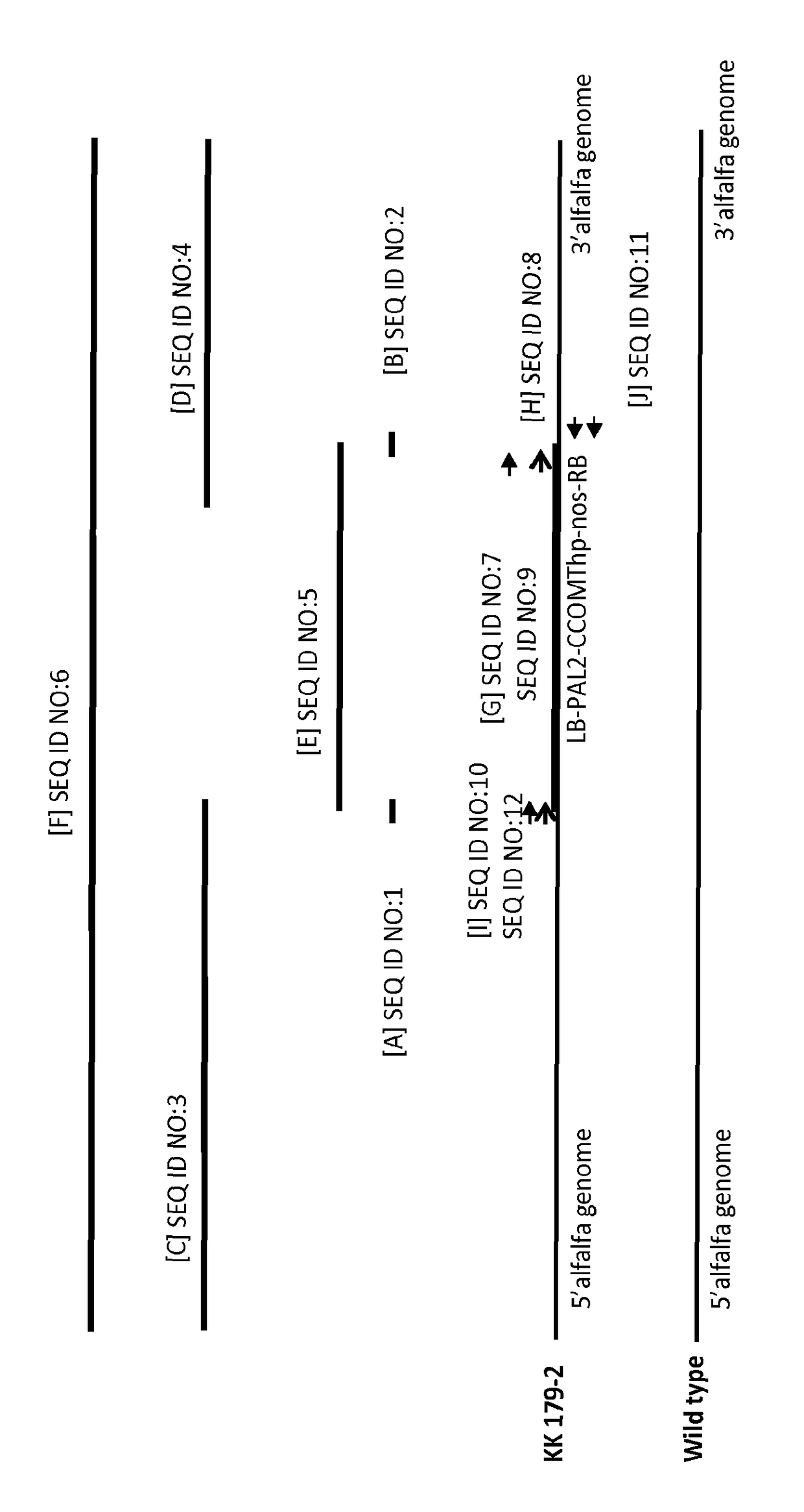Alfalfa plant and seed corresponding to transgenic event KK 179-2 and methods for detection thereof