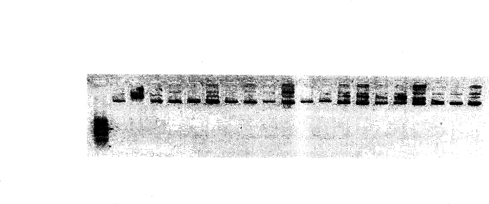 Nucleic acid adapter with high specificity and high affinity to human breast carcinoma tissue, preparation method and application thereof