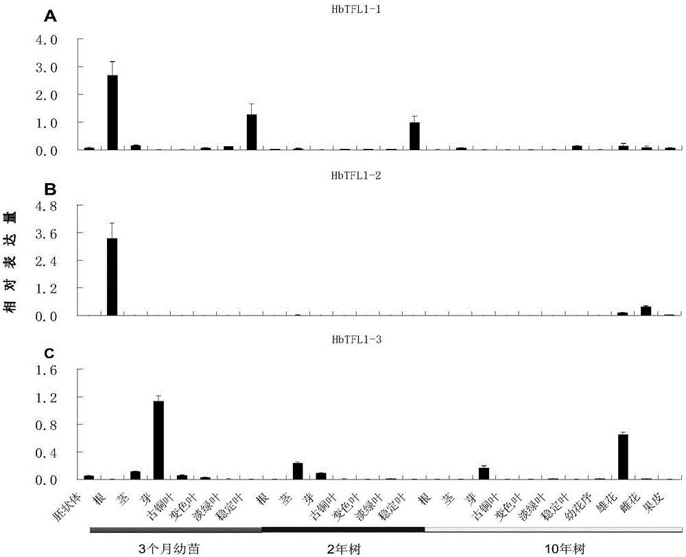 Rubber tree blooming regulation protein HbCEN1, encoding gene thereof, and application of gene