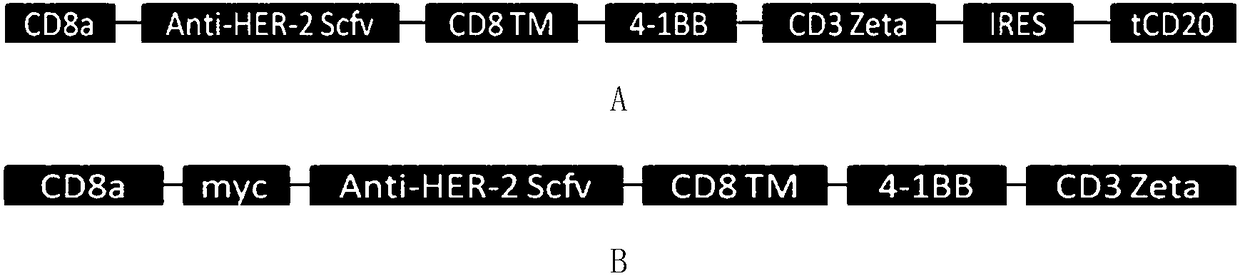 Chimeric antigen receptor containing truncated CD20 molecules and lentiviral vector as well as application