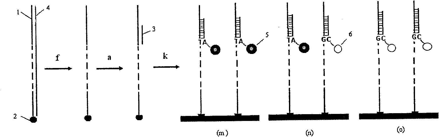 Method for extending DNA sequence by cyclical crosses