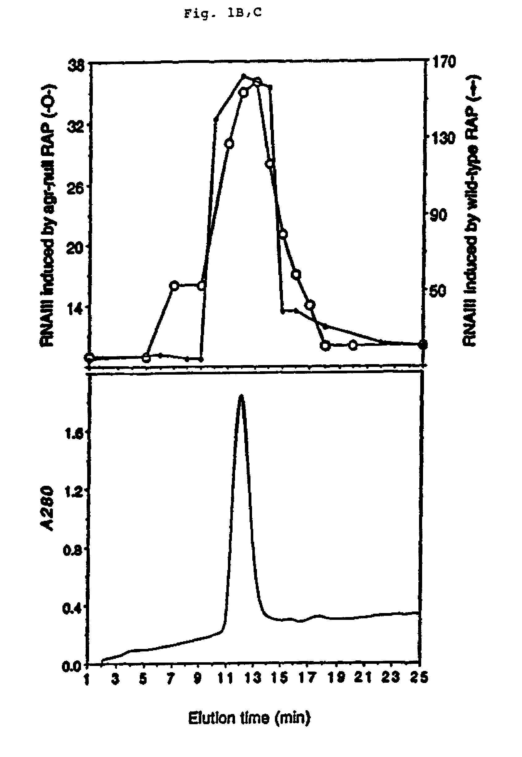 Methods and compositions for the treatment and prevention of <i>Staphylococcus aureus </i>infections