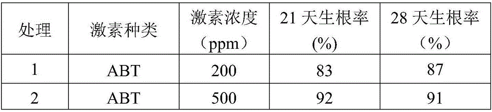 Method for culturing Chinese fir cuttage container seedlings through light medium