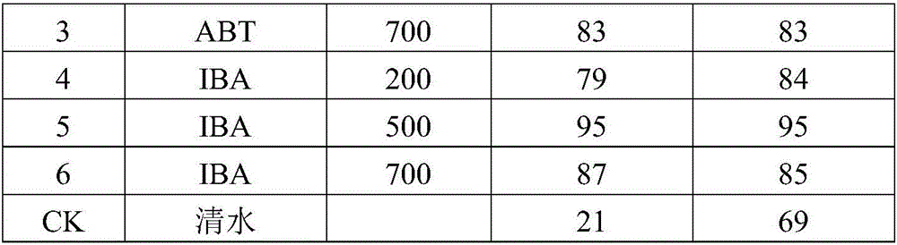 Method for culturing Chinese fir cuttage container seedlings through light medium