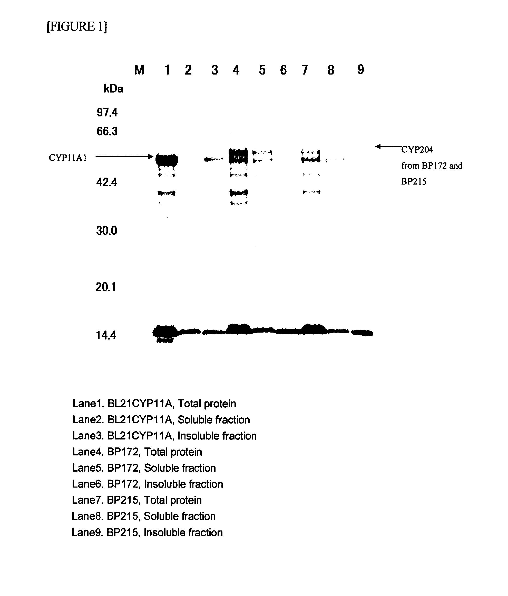 Sterol side chain-cleaving enzyme protein and use thereof
