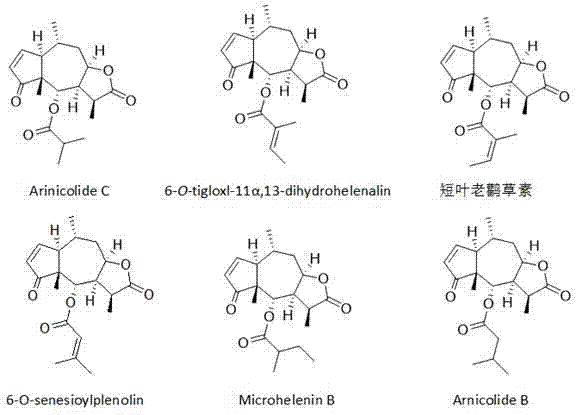 Centipeda minima extract product, preparation method and application thereof