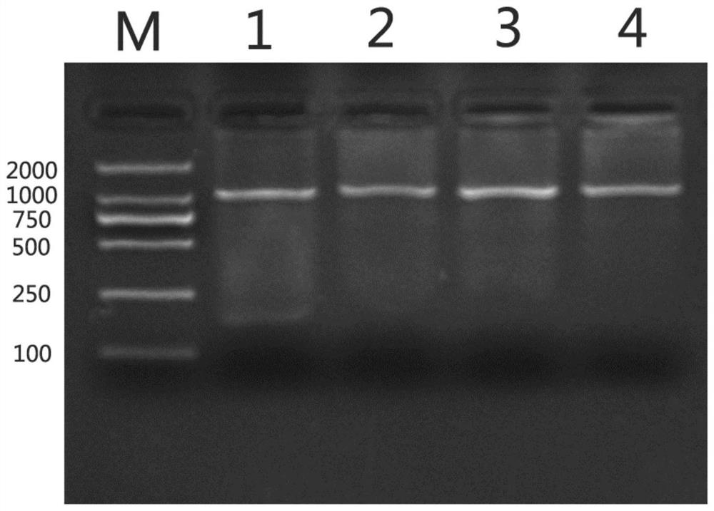 A kind of ucp3 gene related to pig intramuscular fat traits, molecular marker and application thereof