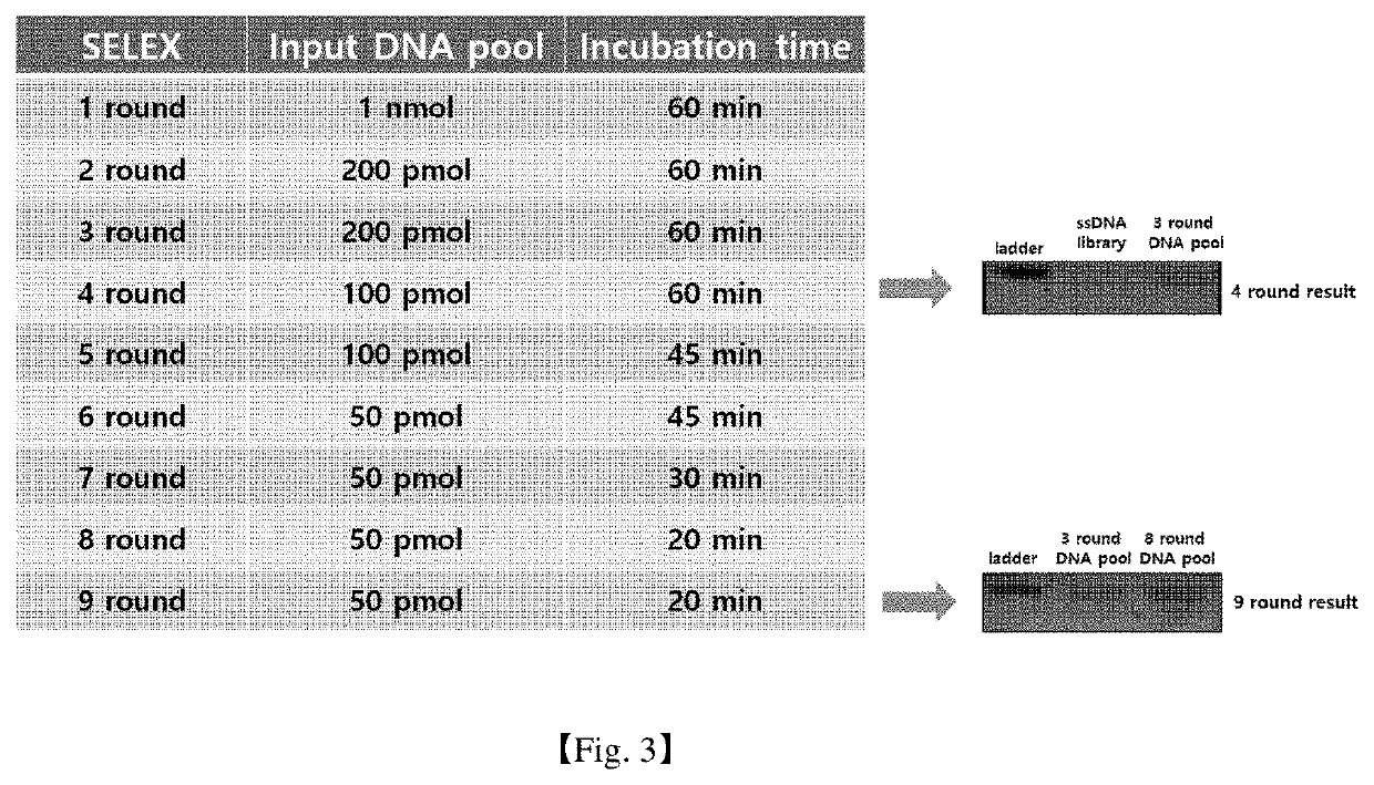 Blood-brain barrier permeable aptamer and application thereof