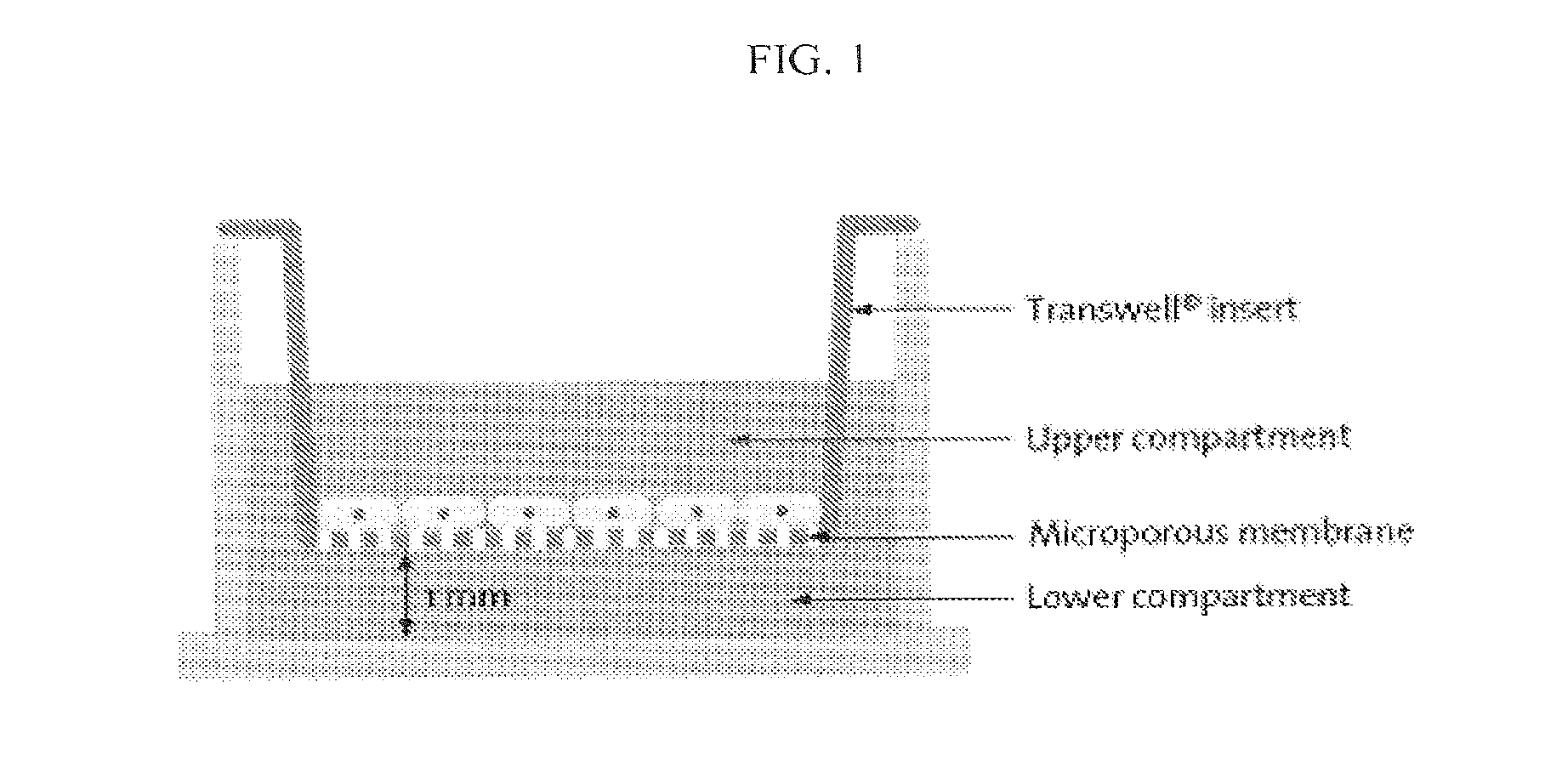 Composition containing human umbilical cord blood-derived mesenchymal stem cell for inducing differentiation and proliferation of neural precursor cells or neural stem cells to neural cells