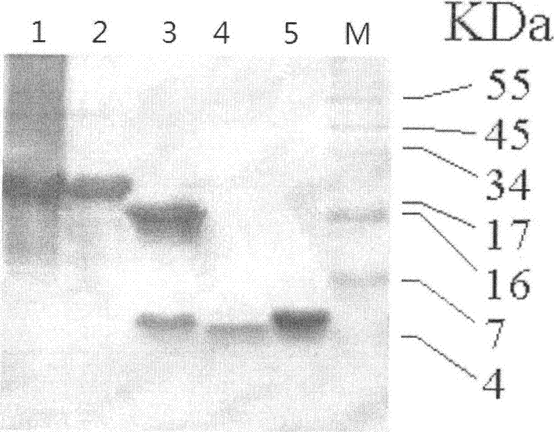 Glucagon-like peptide-2 poly(ethylene glycol) conjugate, and preparation method and application thereof