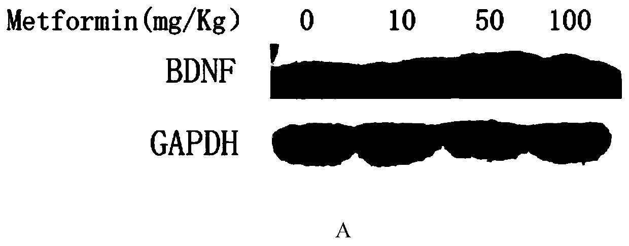 Biguanide substance and application thereof