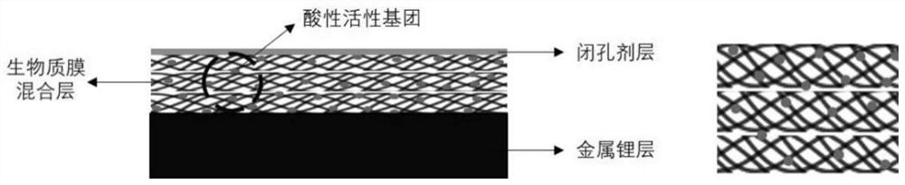 Metal lithium negative electrode for in-situ construction of multifunctional biomimetic membrane and preparation method of metal lithium negative electrode