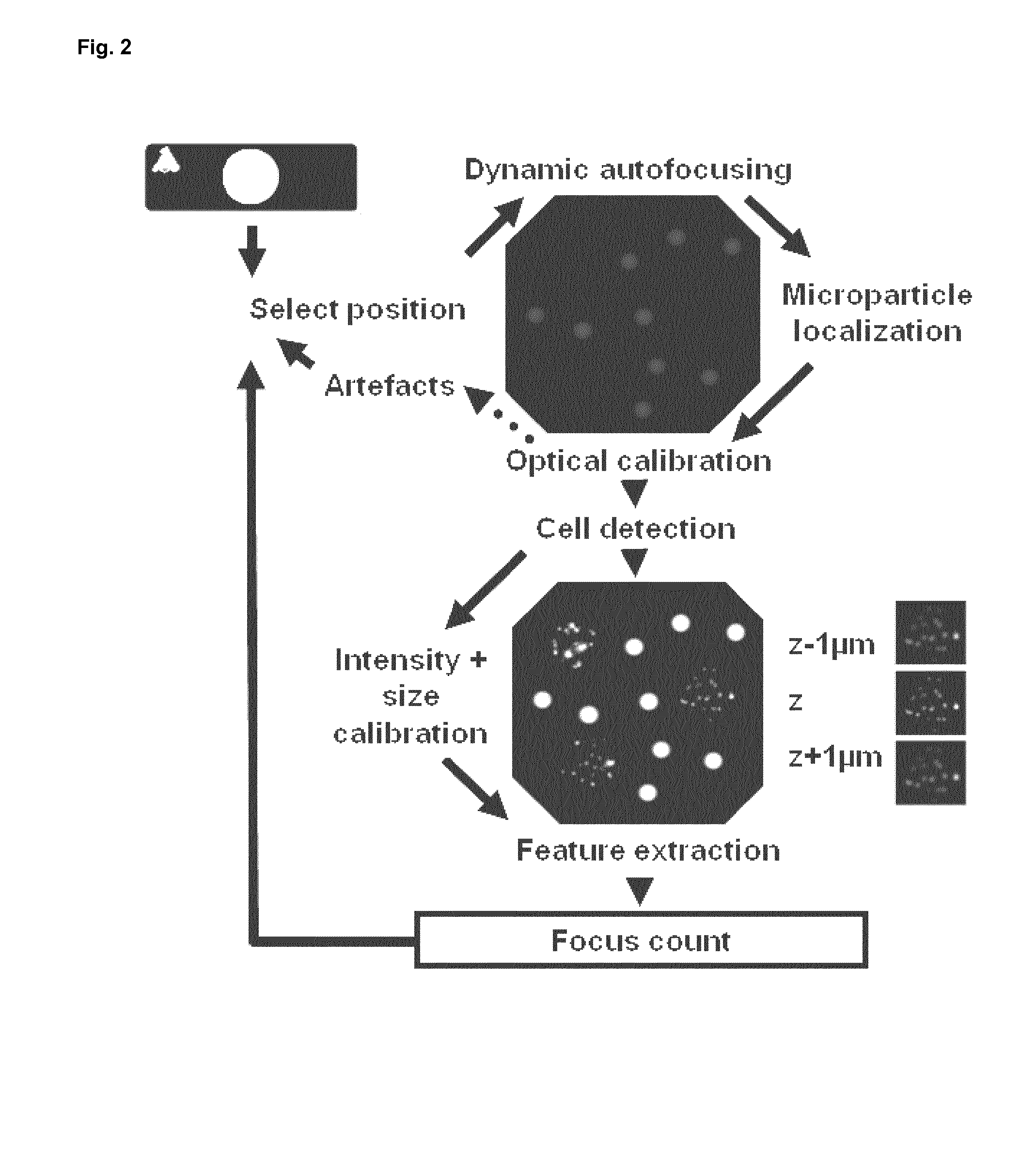 Methods and system for the automated determination of immunofluorescent foci using a cell-based immunofluorescence assay using synthetic calibration particles
