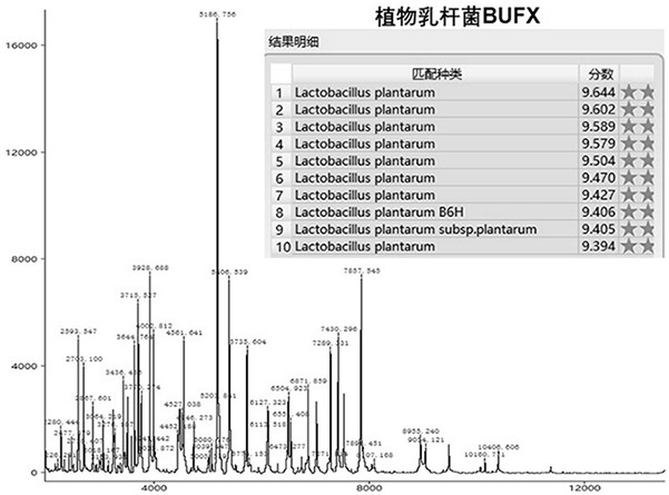 Lactobacillus plantarum BUFX and application thereof in metabolic syndrome