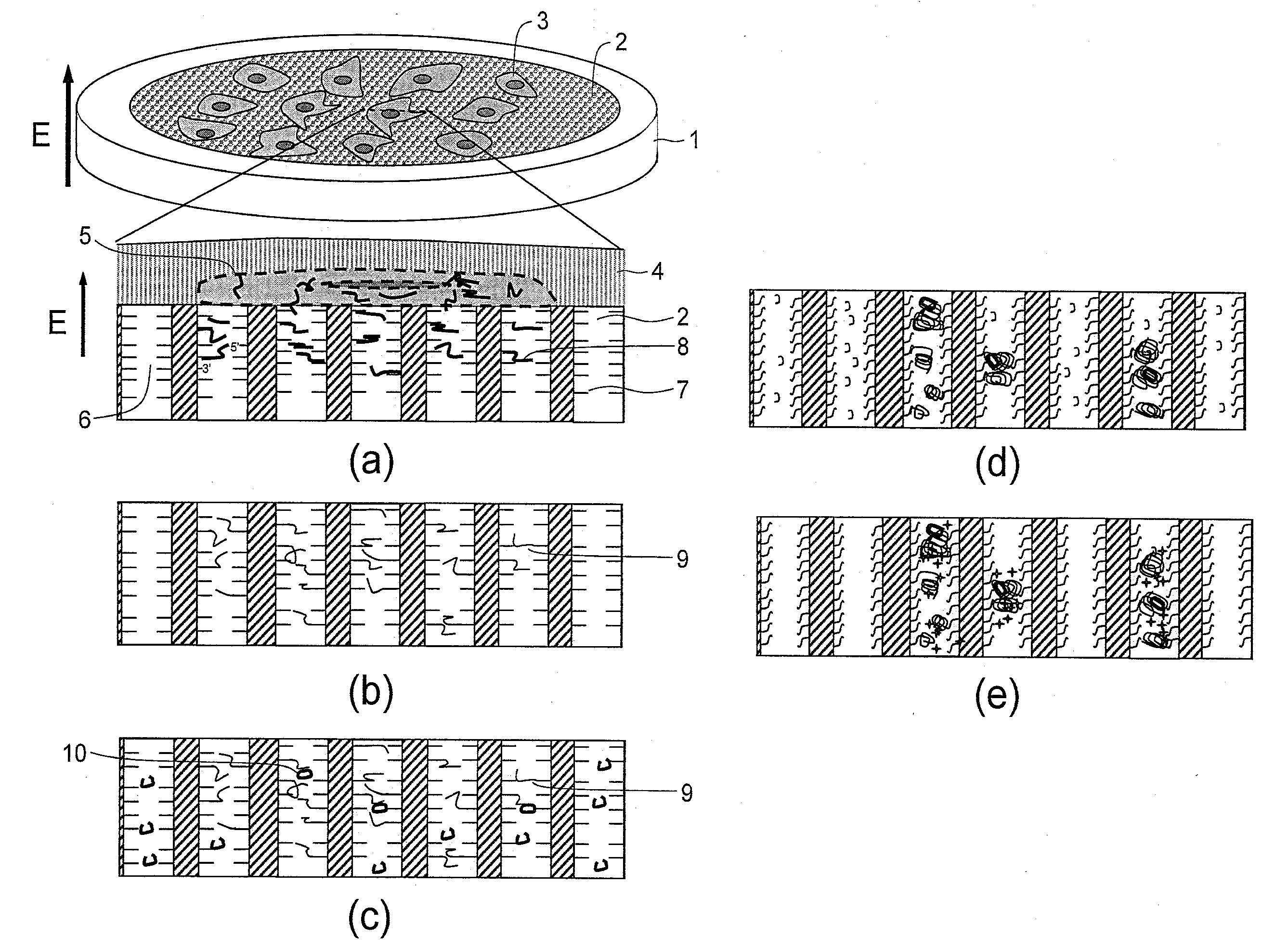 GENE EXPRESSION ANALYSIS METHOD USING TWO DIMENSIONAL cDNA LIBRARY
