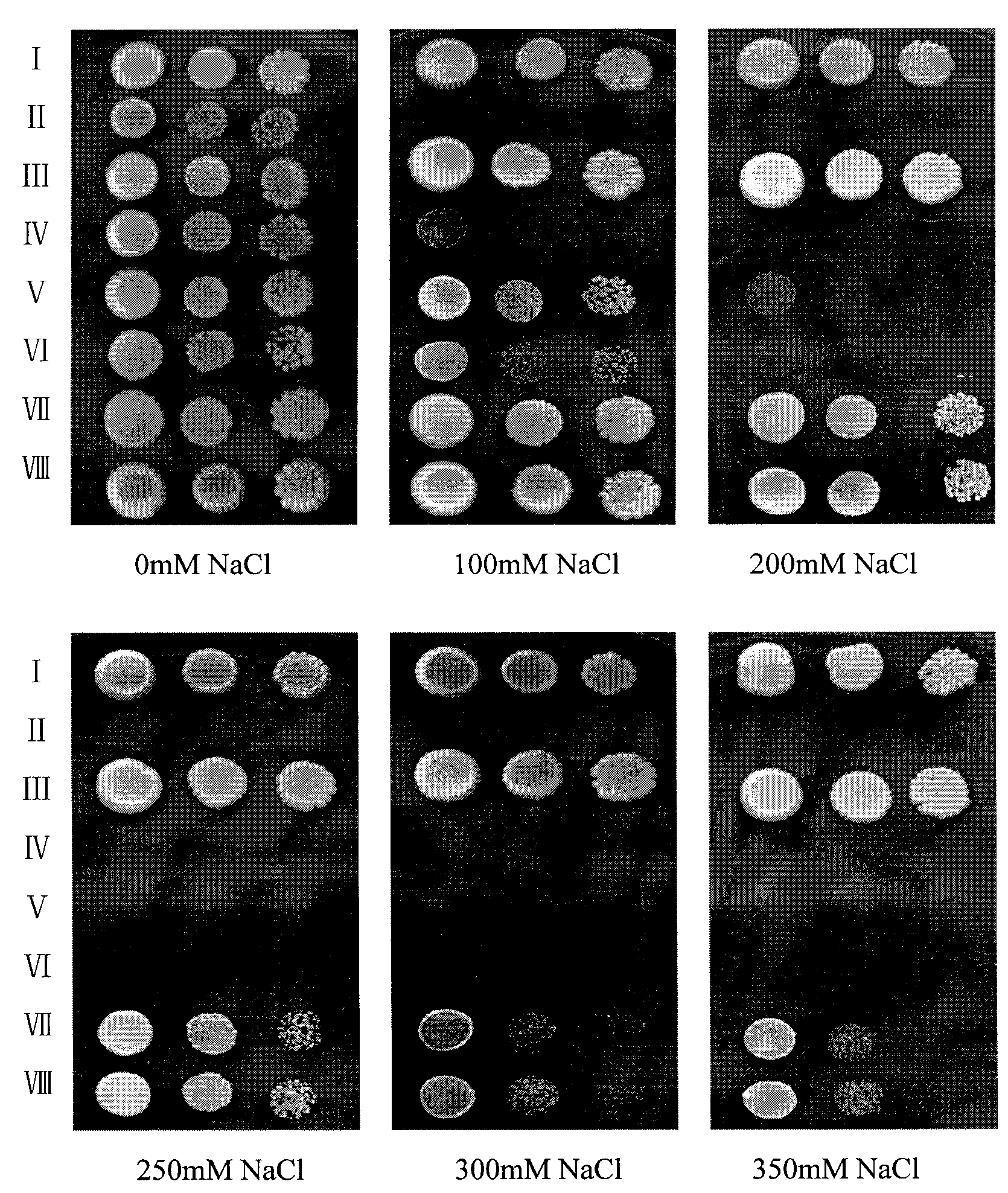 Novel plant strong-salt resistance gene NHXFS1 and encoding protein