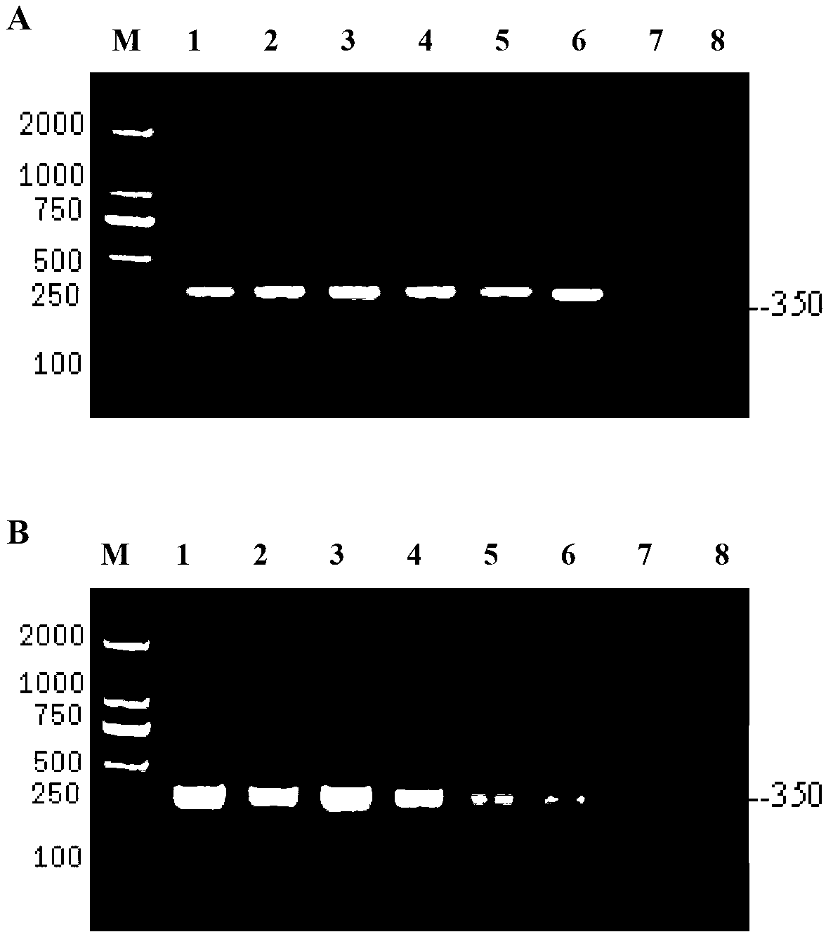 Staphylococcal enterotoxin gene engineering reshaped antibody and its preparation method and use