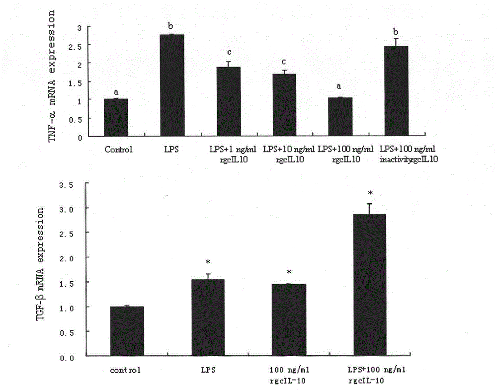 Gene and protein of grass carp interleukin 10 and recombinant expression method thereof