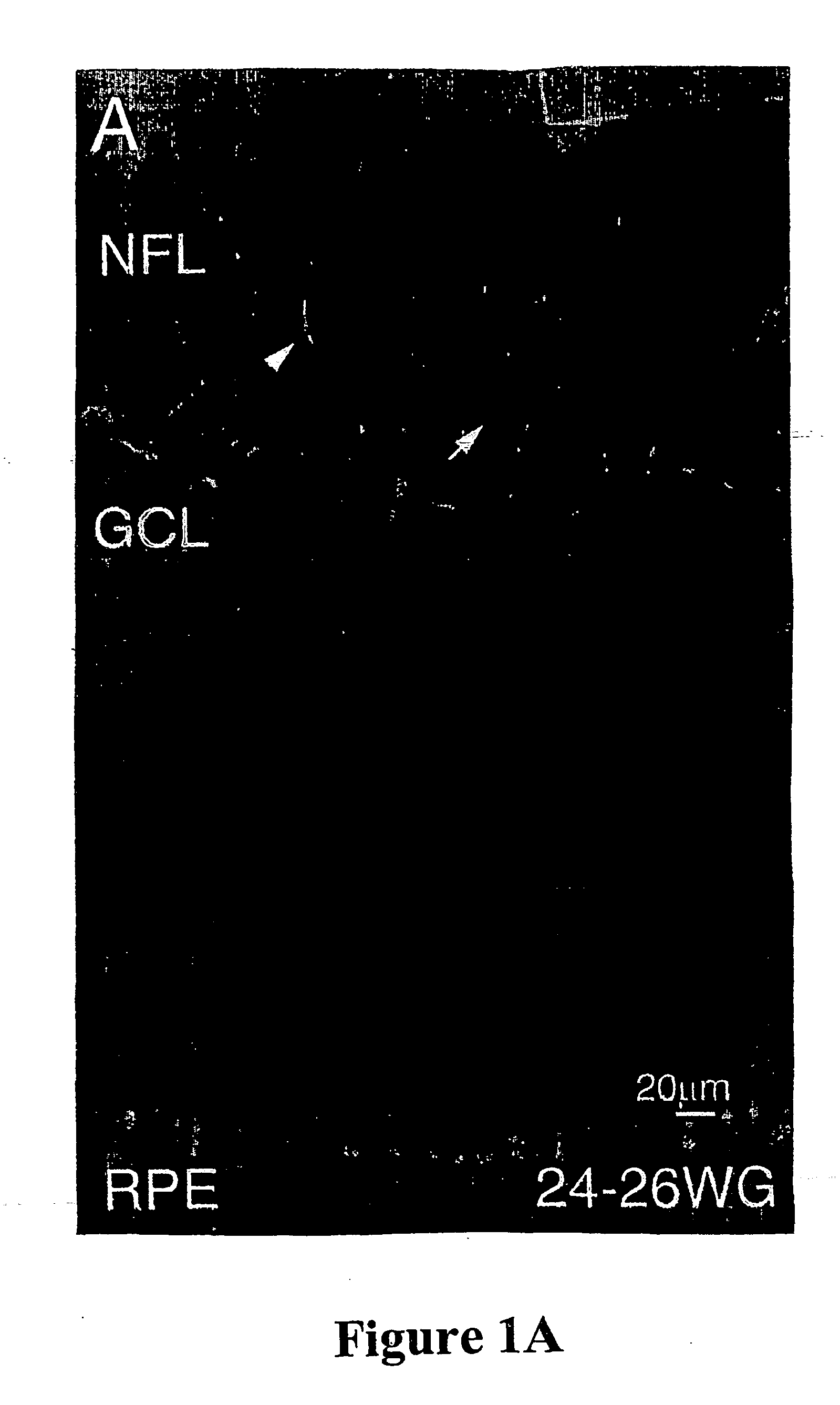 Purification of lineage-specific cells and uses therefor