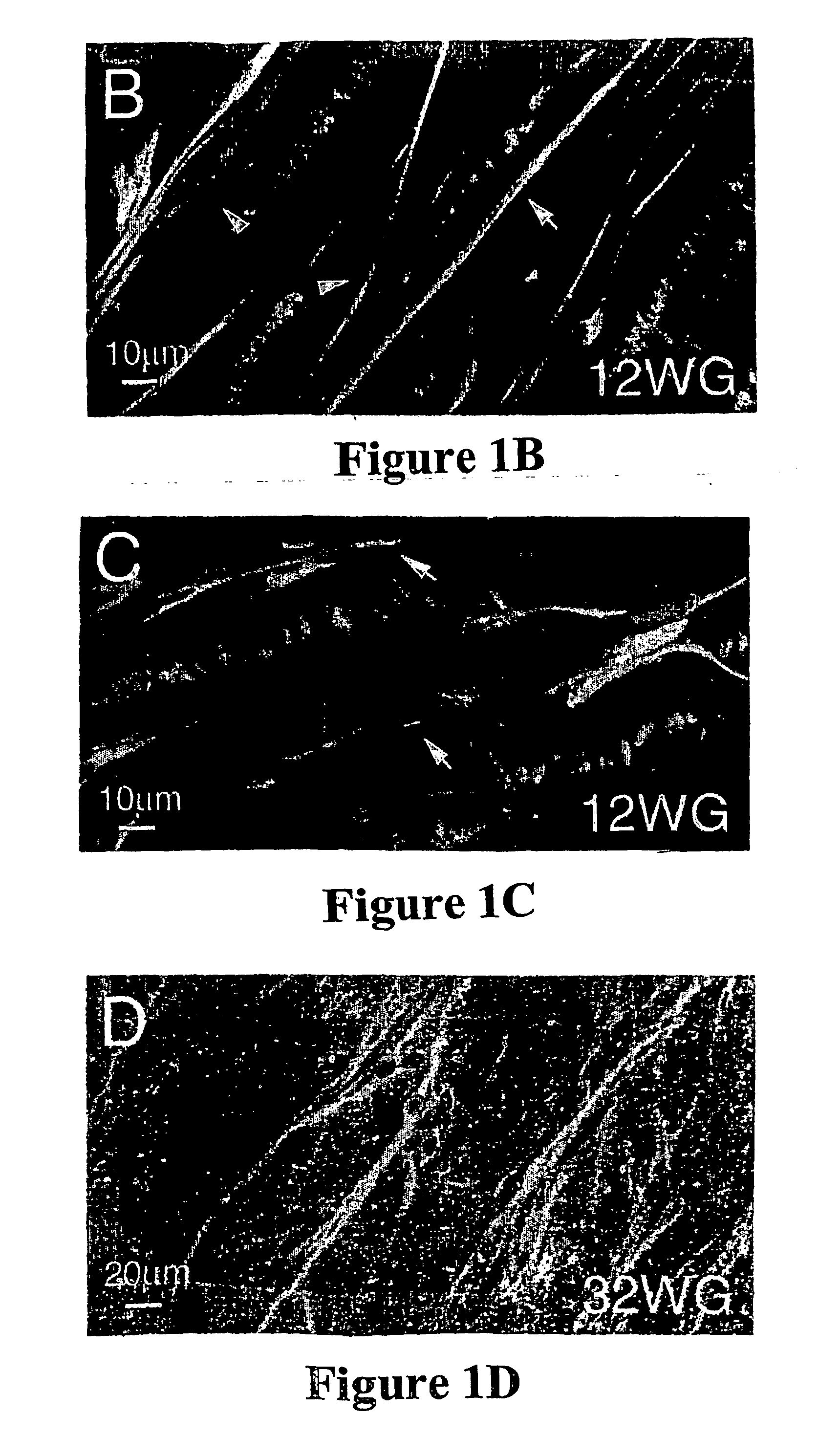 Purification of lineage-specific cells and uses therefor