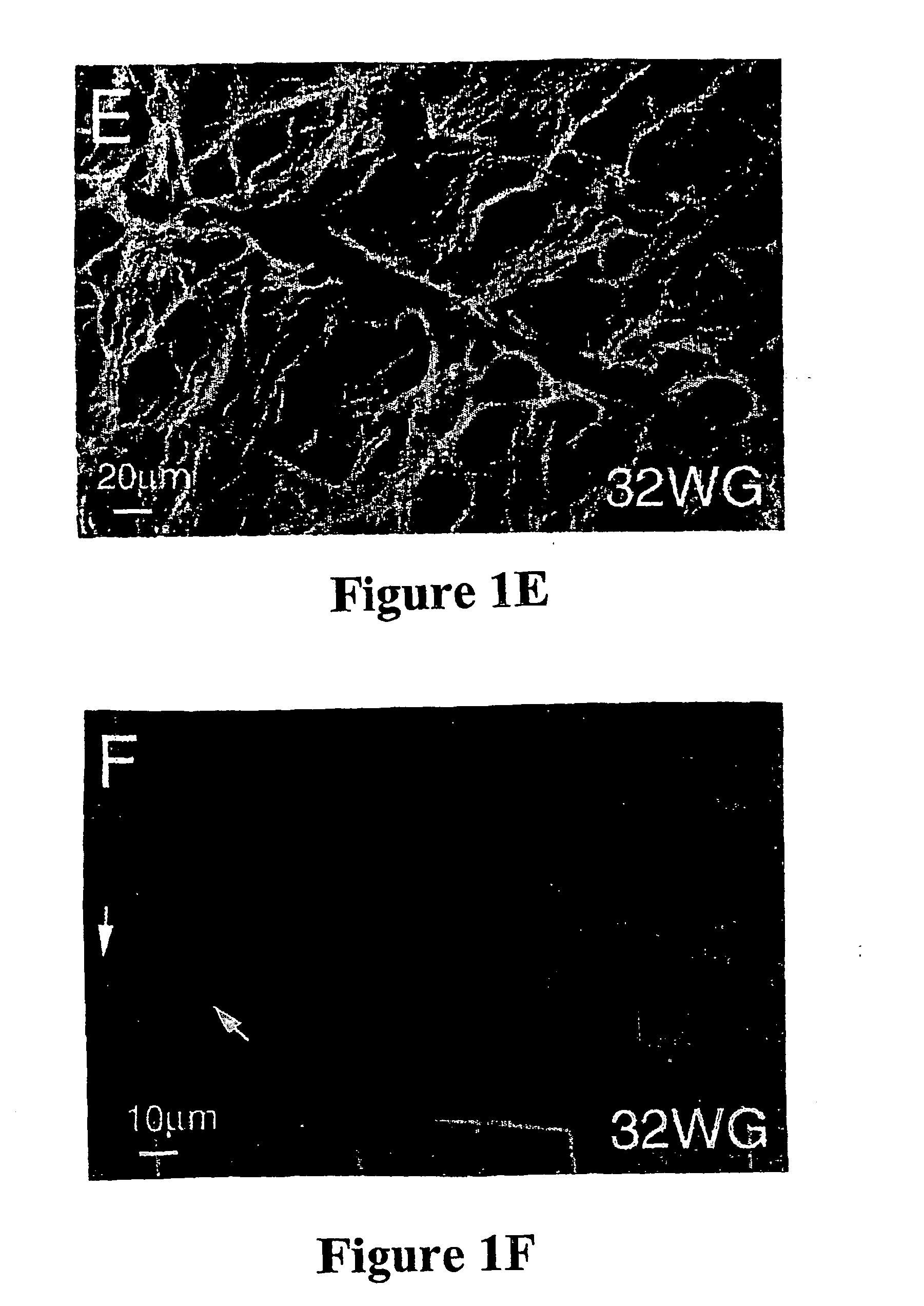 Purification of lineage-specific cells and uses therefor