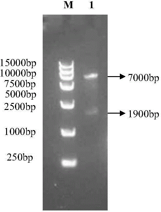 Method for silencing IFNARI gene in DF-1 cell line