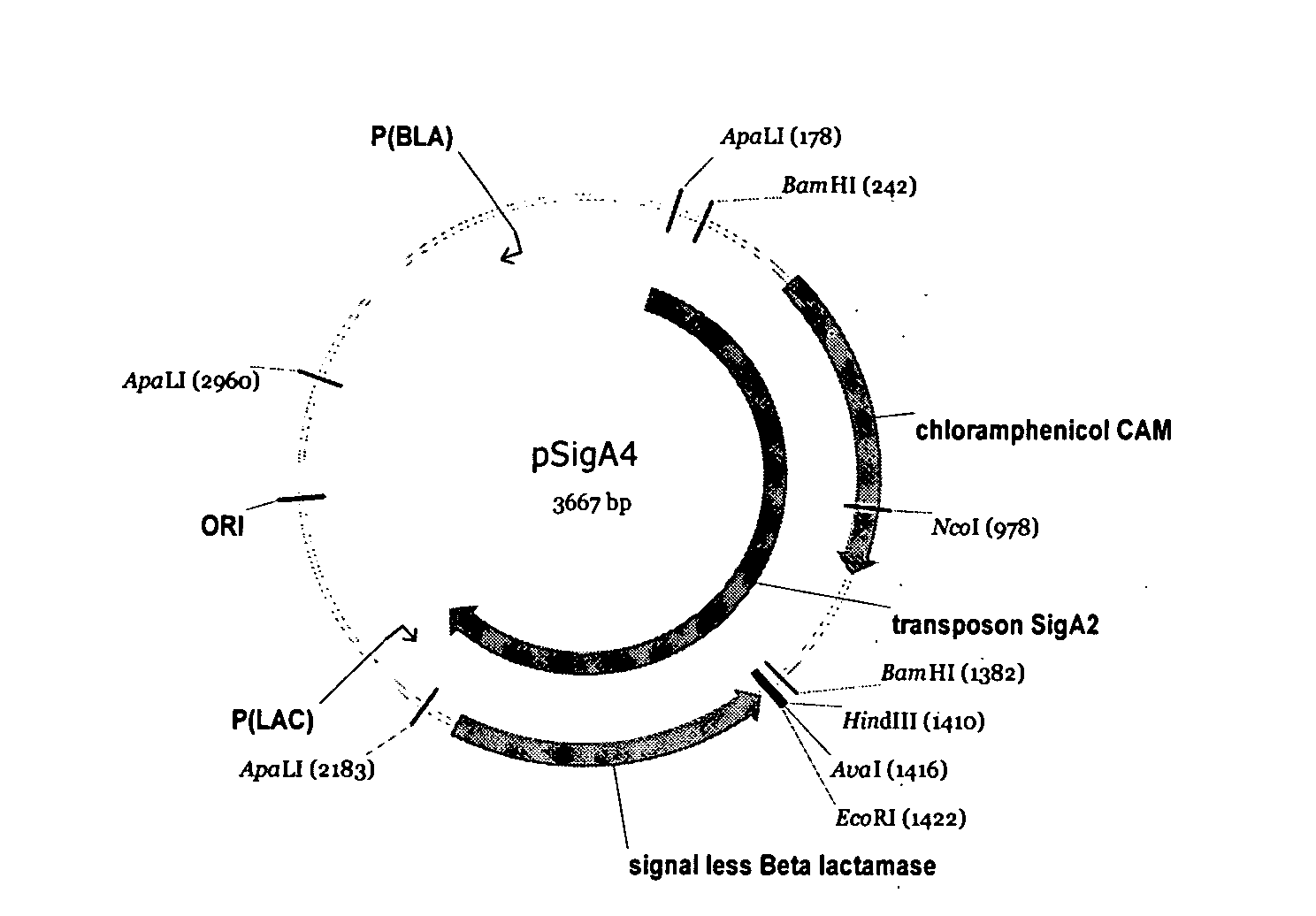 Polypeptides of Alicyclobacillus sp.