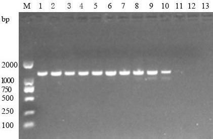 Clostridium welchii specific detection primer and detection kit