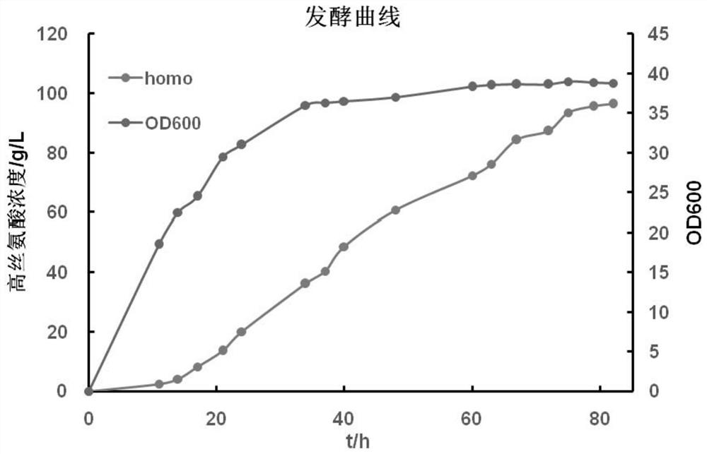 Recombinant bacterium capable of producing L-homoserine at high yield as well as preparation method and application of recombinant bacterium